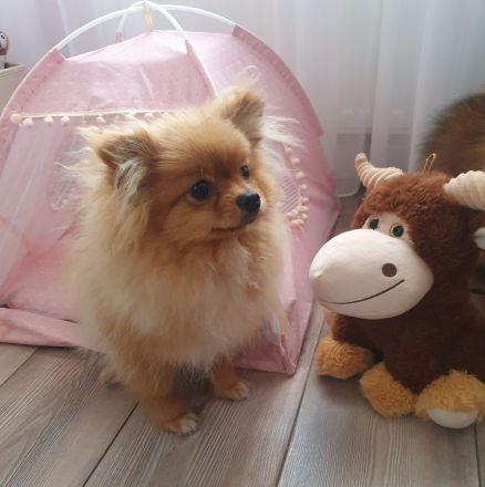 Pomeranische Zwergspitz, 2 Welpen, 6 Monate