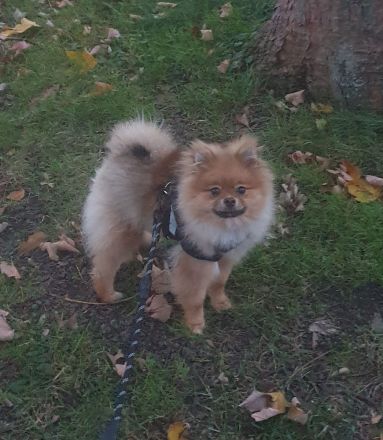 Pomeranische Zwergspitz, 2 Welpen, 6 Monate