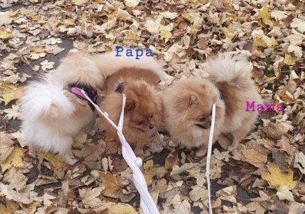 Pomeranische Zwergspitz, 2 Welpen, 6 Monate