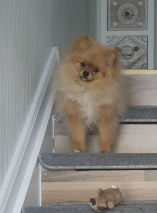 Pomeranische Zwergspitz, 2 Welpen, 6 Monate