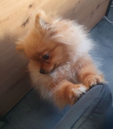 Pomeranische Zwergspitz, 2 Welpen, 6 Monate