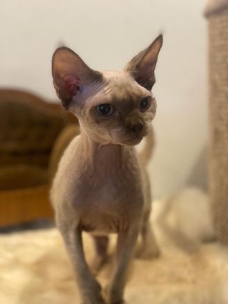 Devon Rex Kater super verschmust