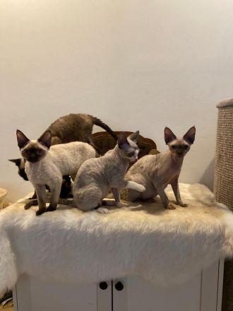 Devon Rex Kater super verschmust