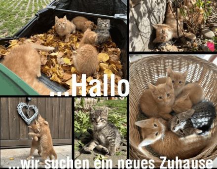 Wir sind fünf kleine Tiger und gehen gern zu zweit in die Welt hinaus