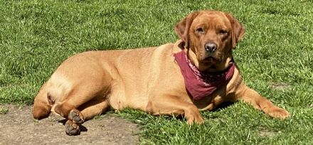 Wurfankündigung Labrador Foxred - zugelassene Zuchtstätte DRC