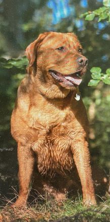 Wurfankündigung Labrador Foxred - zugelassene Zuchtstätte DRC