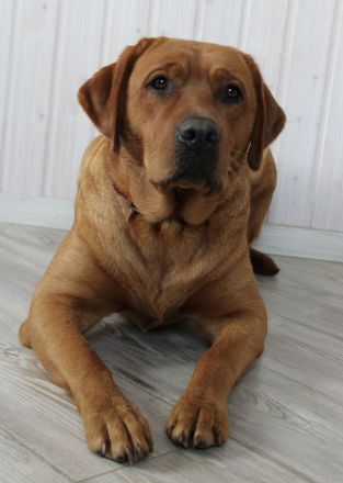 Wurfankündigung Labrador Foxred - zugelassene Zuchtstätte DRC