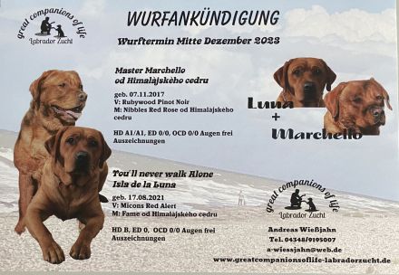 Wurfankündigung Labrador Foxred - zugelassene Zuchtstätte DRC