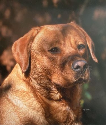 Wurfankündigung Labrador Foxred - zugelassene Zuchtstätte DRC