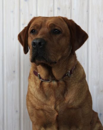 Wurfankündigung Labrador Foxred - zugelassene Zuchtstätte DRC