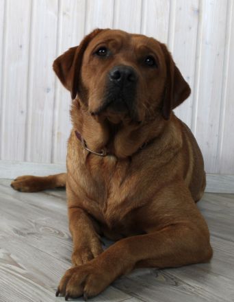 Wurfankündigung Labrador Foxred - zugelassene Zuchtstätte DRC