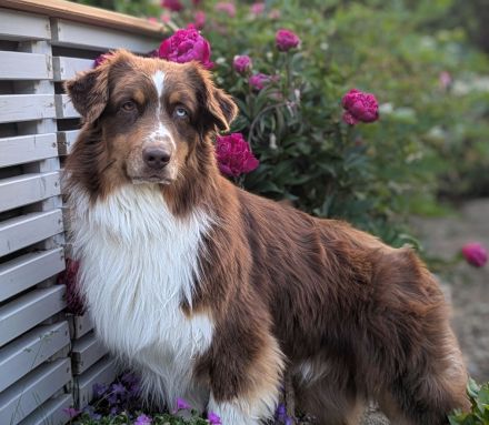 Deckrüde -dark RedTri - BRR Fire of Passion Aladdin DNA-VP, COI 5.38, BH-VDH/RO B,1,2,3, FCI