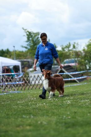 Deckrüde -dark RedTri - BRR Fire of Passion Aladdin DNA-VP, COI 5.38, BH-VDH/RO B,1,2,3, FCI