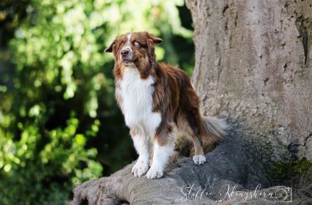 Deckrüde -dark RedTri - BRR Fire of Passion Aladdin DNA-VP, COI 5.38, BH-VDH/RO B,1,2,3, FCI