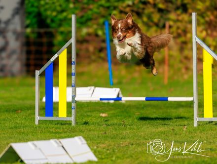 Deckrüde -dark RedTri - BRR Fire of Passion Aladdin DNA-VP, COI 5.38, BH-VDH/RO B,1,2,3, FCI