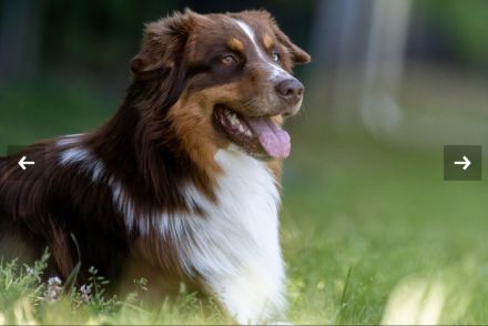 Deckrüde -dark RedTri - BRR Fire of Passion Aladdin DNA-VP, COI 5.38, BH-VDH/RO B,1,2,3, FCI