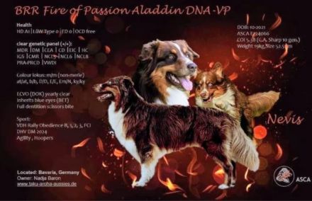 Deckrüde -dark RedTri - BRR Fire of Passion Aladdin DNA-VP, COI 5.38, BH-VDH/RO B,1,2,3, FCI