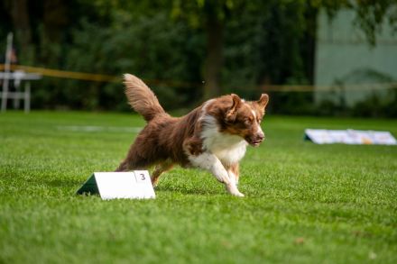 Deckrüde -dark RedTri - BRR Fire of Passion Aladdin DNA-VP, COI 5.38, BH-VDH/RO B,1,2,3, FCI