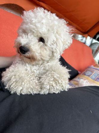 Liebevoller, ruhiger Bichon Deckrüde