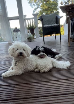 Liebevoller, ruhiger Bichon Deckrüde