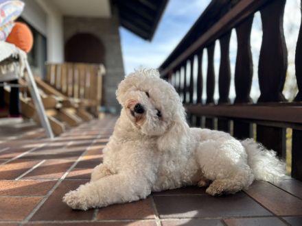 Liebevoller, ruhiger Bichon Deckrüde