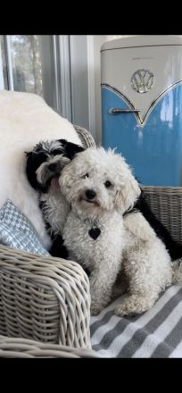 Liebevoller, ruhiger Bichon Deckrüde