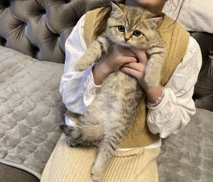 Süße  britisch Kurzhaar kitten