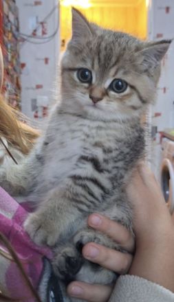 Süße  britisch Kurzhaar kitten