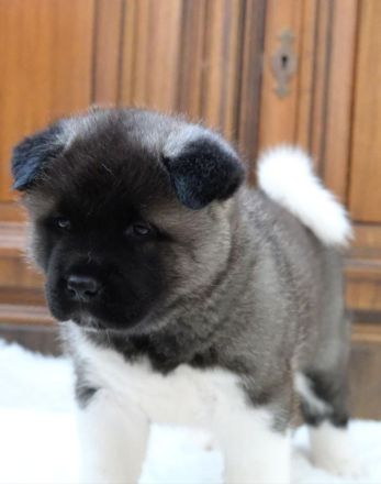 American Akita Welpen best gepflegt