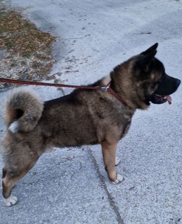 American Akita Welpen best gepflegt