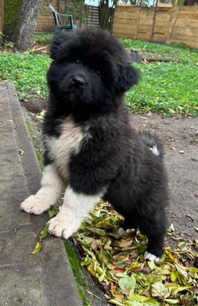 American Akita Welpen best gepflegt