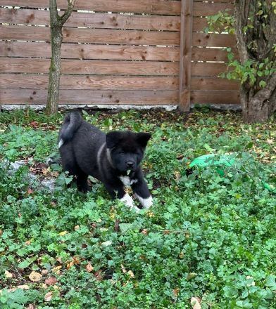 American Akita Welpen best gepflegt