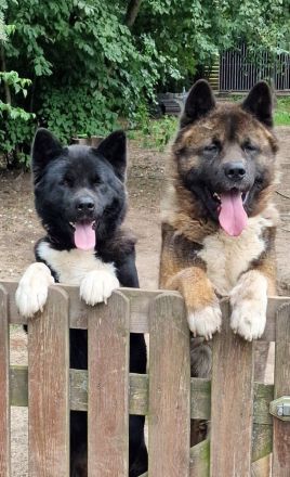 American Akita Welpen best gepflegt