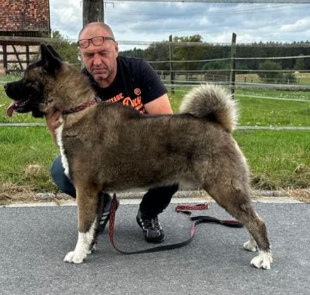 American Akita Welpen best gepflegt