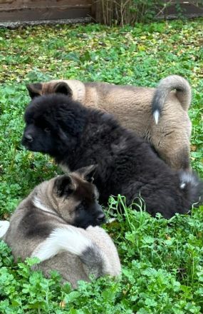 American Akita Welpen best gepflegt
