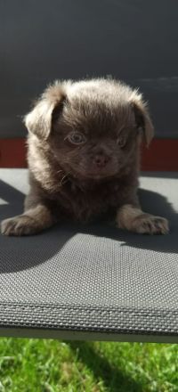 Chihuahua Welpen