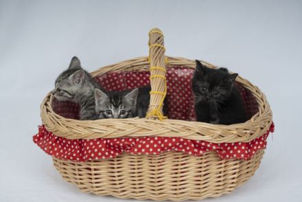 Süße BKH Kitten Männchen und Weibchen blue