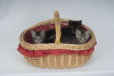 Süße BKH Kitten Männchen und Weibchen blue