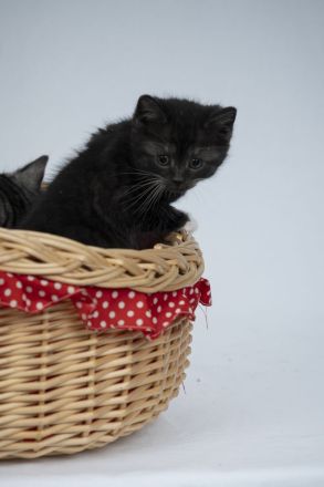 Süße BKH Kitten Männchen und Weibchen blue