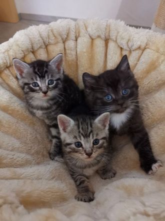 Süße BKH Kitten Männchen und Weibchen blue