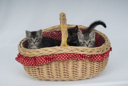 Süße BKH Kitten Männchen und Weibchen blue