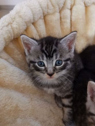 Süße BKH Kitten Männchen und Weibchen blue