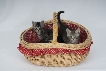 Süße BKH Kitten Männchen und Weibchen blue