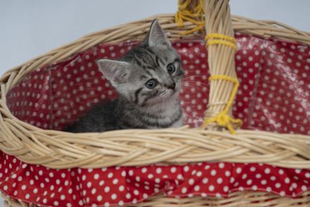 Süße BKH Kitten Männchen und Weibchen blue
