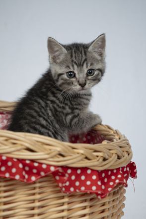 Süße BKH Kitten Männchen und Weibchen blue