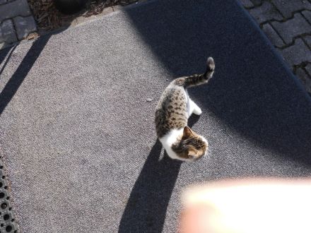 3 niedliche Katzenkinder abzugeben Futtergeld 50E