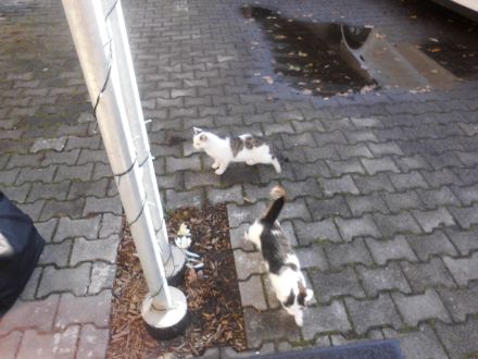 3 niedliche Katzenkinder abzugeben Futtergeld 50E