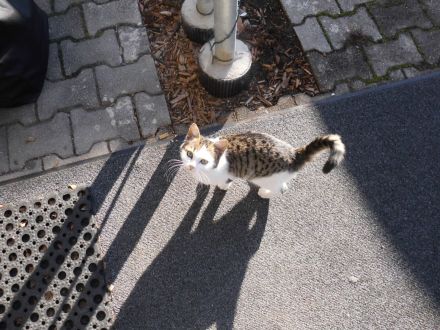 3 niedliche Katzenkinder abzugeben Futtergeld 50E