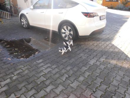 3 niedliche Katzenkinder abzugeben Futtergeld 50E