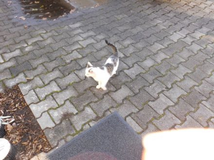 3 niedliche Katzenkinder abzugeben Futtergeld 50E